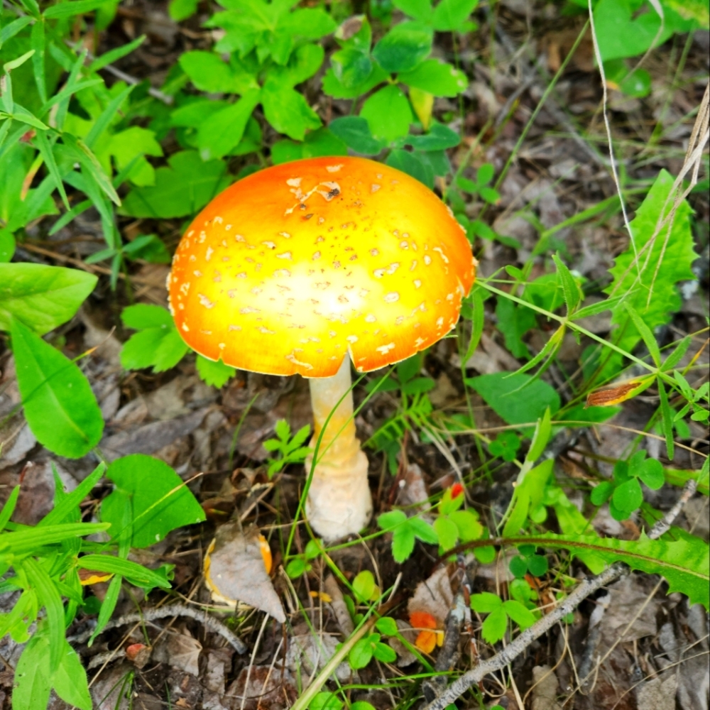 Dried Amanita Muscaria
